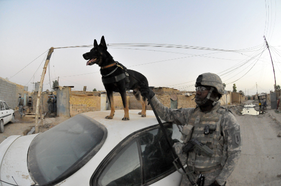 Iraq-US-Army-dog.jpg